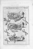 An illustration from Myographia Nova sive Musculorum omnium (in Corpore Humano hactenus repertorum) accuratissima descriptio... (1684)