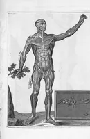 An illustration from Myographia Nova sive Musculorum omnium (in Corpore Humano hactenus repertorum) accuratissima descriptio... (1684)