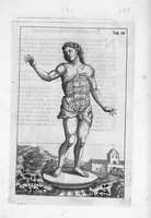An illustration from Myographia Nova sive Musculorum omnium (in Corpore Humano hactenus repertorum) accuratissima descriptio... (1684)