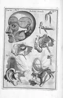 An illustration from Myographia Nova sive Musculorum omnium (in Corpore Humano hactenus repertorum) accuratissima descriptio... (1684)