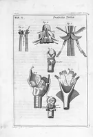 An illustration from Myographia Nova sive Musculorum omnium (in Corpore Humano hactenus repertorum) accuratissima descriptio... (1684)
