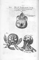 An illustration from Myographia Nova sive Musculorum omnium (in Corpore Humano hactenus repertorum) accuratissima descriptio... (1684)