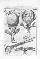 An illustration from Myographia Nova sive Musculorum omnium (in Corpore Humano hactenus repertorum) accuratissima descriptio... (1684)