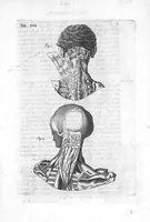 An illustration from Myographia Nova sive Musculorum omnium (in Corpore Humano hactenus repertorum) accuratissima descriptio... (1684)