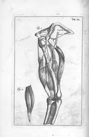 An illustration from Myographia Nova sive Musculorum omnium (in Corpore Humano hactenus repertorum) accuratissima descriptio... (1684)