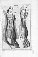 An illustration from Myographia Nova sive Musculorum omnium (in Corpore Humano hactenus repertorum) accuratissima descriptio... (1684)