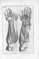 An illustration from Myographia Nova sive Musculorum omnium (in Corpore Humano hactenus repertorum) accuratissima descriptio... (1684)