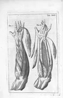 An illustration from Myographia Nova sive Musculorum omnium (in Corpore Humano hactenus repertorum) accuratissima descriptio... (1684)