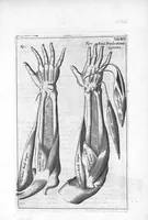 An illustration from Myographia Nova sive Musculorum omnium (in Corpore Humano hactenus repertorum) accuratissima descriptio... (1684)