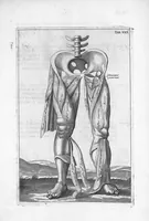 An illustration from Myographia Nova sive Musculorum omnium (in Corpore Humano hactenus repertorum) accuratissima descriptio... (1684)