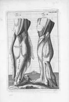 An illustration from Myographia Nova sive Musculorum omnium (in Corpore Humano hactenus repertorum) accuratissima descriptio... (1684)
