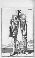 An illustration from Myographia Nova sive Musculorum omnium (in Corpore Humano hactenus repertorum) accuratissima descriptio... (1687)