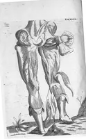 Picture 27 of 31 from Myographia Nova sive Musculorum omnium (in Corpore Humano hactenus repertorum) accuratissima descriptio... (1687), leaf 107