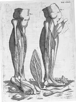 Picture 29 of 31 from Myographia Nova sive Musculorum omnium (in Corpore Humano hactenus repertorum) accuratissima descriptio... (1687), leaf 114