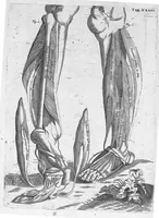Picture 30 of 31 from Myographia Nova sive Musculorum omnium (in Corpore Humano hactenus repertorum) accuratissima descriptio... (1687), leaf 118
