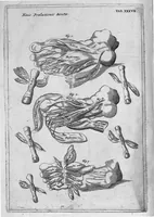 Picture 31 of 31 from Myographia Nova sive Musculorum omnium (in Corpore Humano hactenus repertorum) accuratissima descriptio... (1687), leaf 119