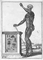 An illustration from Myographia Nova sive Musculorum omnium (in Corpore Humano hactenus repertorum) accuratissima descriptio... (1687)