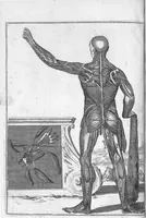 Picture 3 of 31 from Myographia Nova sive Musculorum omnium (in Corpore Humano hactenus repertorum) accuratissima descriptio... (1687), leaf 13