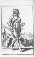 Picture 7 of 31 from Myographia Nova sive Musculorum omnium (in Corpore Humano hactenus repertorum) accuratissima descriptio... (1687), leaf 23