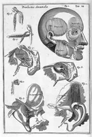 Picture 9 of 31 from Myographia Nova sive Musculorum omnium (in Corpore Humano hactenus repertorum) accuratissima descriptio... (1687), leaf 27