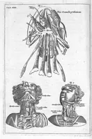 Picture 10 of 31 from Myographia Nova sive Musculorum omnium (in Corpore Humano hactenus repertorum) accuratissima descriptio... (1687), leaf 37