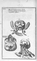 Picture 11 of 31 from Myographia Nova sive Musculorum omnium (in Corpore Humano hactenus repertorum) accuratissima descriptio... (1687), leaf 47