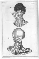 Picture 15 of 31 from Myographia Nova sive Musculorum omnium (in Corpore Humano hactenus repertorum) accuratissima descriptio... (1687), leaf 67