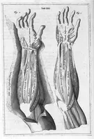 Picture 18 of 31 from Myographia Nova sive Musculorum omnium (in Corpore Humano hactenus repertorum) accuratissima descriptio... (1687), leaf 82