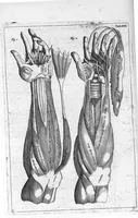 An illustration from Myographia Nova sive Musculorum omnium (in Corpore Humano hactenus repertorum) accuratissima descriptio... (1687)