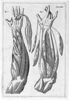An illustration from Myographia Nova sive Musculorum omnium (in Corpore Humano hactenus repertorum) accuratissima descriptio... (1687)