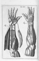 Picture 21 of 31 from Myographia Nova sive Musculorum omnium (in Corpore Humano hactenus repertorum) accuratissima descriptio... (1687), leaf 91