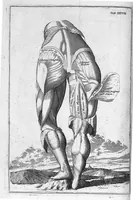 Picture 25 of 31 from Myographia Nova sive Musculorum omnium (in Corpore Humano hactenus repertorum) accuratissima descriptio... (1687), leaf 99