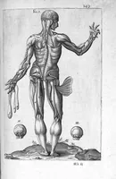 An illustration from Historia anatomica humani corporis et singularium ejus partium multis controversiis et observationibus novis illustrata. (1600)