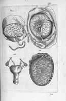 An illustration from Historia anatomica humani corporis et singularium ejus partium multis controversiis et observationibus novis illustrata. (1600)