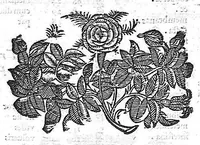 An illustration from Hieronymi Fabricii ab aquapendente, Equite Sancti Marci, et anatomico supraordinario In Florentissimo Gimnasio Patavino. Opera anatomica. De formato foetu, formatione ovi et pulli, locutione et eius instrumentis, brutorum loquela (1625)