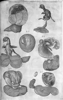 An illustration from Hieronymi Fabricii ab aquapendente, Equite Sancti Marci, et anatomico supraordinario In Florentissimo Gimnasio Patavino. Opera anatomica. De formato foetu, formatione ovi et pulli, locutione et eius instrumentis, brutorum loquela (1625)