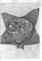 An illustration from Hieronymi Fabricii ab aquapendente, Equite Sancti Marci, et anatomico supraordinario In Florentissimo Gimnasio Patavino. Opera anatomica. De formato foetu, formatione ovi et pulli, locutione et eius instrumentis, brutorum loquela (1625)