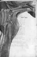 Picture 17 of 22 from Hieronymi Fabricii ab aquapendente, Equite Sancti Marci, et anatomico supraordinario In Florentissimo Gimnasio Patavino. Opera anatomica. De formato foetu, formatione ovi et pulli, locutione et eius instrumentis, brutorum loquela (1625), leaf 241