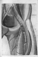 An illustration from Hieronymi Fabricii ab aquapendente, Equite Sancti Marci, et anatomico supraordinario In Florentissimo Gimnasio Patavino. Opera anatomica. De formato foetu, formatione ovi et pulli, locutione et eius instrumentis, brutorum loquela (1625)