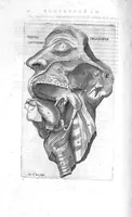 An illustration from Hieronymi Fabricii ab aquapendente, Equite Sancti Marci, et anatomico supraordinario In Florentissimo Gimnasio Patavino. Opera anatomica. De formato foetu, formatione ovi et pulli, locutione et eius instrumentis, brutorum loquela (1625)