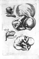 An illustration from Hieronymi Fabricii ab aquapendente, Equite Sancti Marci, et anatomico supraordinario In Florentissimo Gimnasio Patavino. Opera anatomica. De formato foetu, formatione ovi et pulli, locutione et eius instrumentis, brutorum loquela (1625)