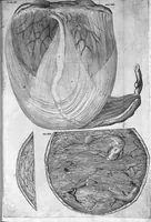 An illustration from Hieronymi Fabricii ab aquapendente, Equite Sancti Marci, et anatomico supraordinario In Florentissimo Gimnasio Patavino. Opera anatomica. De formato foetu, formatione ovi et pulli, locutione et eius instrumentis, brutorum loquela (1625)