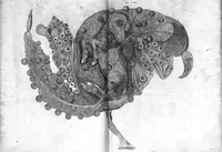 An illustration from Hieronymi Fabricii ab aquapendente, Equite Sancti Marci, et anatomico supraordinario In Florentissimo Gimnasio Patavino. Opera anatomica. De formato foetu, formatione ovi et pulli, locutione et eius instrumentis, brutorum loquela (1625)