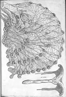 An illustration from Hieronymi Fabricii ab aquapendente, Equite Sancti Marci, et anatomico supraordinario In Florentissimo Gimnasio Patavino. Opera anatomica. De formato foetu, formatione ovi et pulli, locutione et eius instrumentis, brutorum loquela (1625)