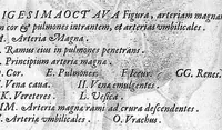 An illustration from Hieronymi Fabricii ab aquapendente, Equite Sancti Marci, et anatomico supraordinario In Florentissimo Gimnasio Patavino. Opera anatomica. De formato foetu, formatione ovi et pulli, locutione et eius instrumentis, brutorum loquela (1625)