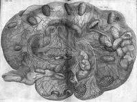 An illustration from Hieronymi Fabricii ab aquapendente, Equite Sancti Marci, et anatomico supraordinario In Florentissimo Gimnasio Patavino. Opera anatomica. De formato foetu, formatione ovi et pulli, locutione et eius instrumentis, brutorum loquela (1625)