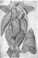An illustration from Hieronymi Fabricii ab aquapendente, Equite Sancti Marci, et anatomico supraordinario In Florentissimo Gimnasio Patavino. Opera anatomica. De formato foetu, formatione ovi et pulli, locutione et eius instrumentis, brutorum loquela (1625)