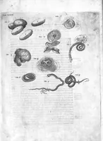 An illustration from Hieronymi Fabricii ab aquapendente, Equite Sancti Marci, et anatomico supraordinario In Florentissimo Gimnasio Patavino. Opera anatomica. De formato foetu, formatione ovi et pulli, locutione et eius instrumentis, brutorum loquela (1625)