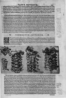 An illustration from Joan. Philippi Ingrassiae,... In Galeni librum de Ossibus... commentaria, nunc primum sedulo in lucem edita... quibus appositus est graecus Galeni contextus, una cum nova et fideli ejusdem Ingrassiae in latinum versione (1603)