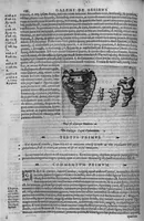 Picture 28 of 41 from Joan. Philippi Ingrassiae,... In Galeni librum de Ossibus... commentaria, nunc primum sedulo in lucem edita... quibus appositus est graecus Galeni contextus, una cum nova et fideli ejusdem Ingrassiae in latinum versione (1603), leaf 191